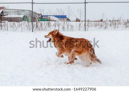 A big beautiful red dog runs and plays in the snow