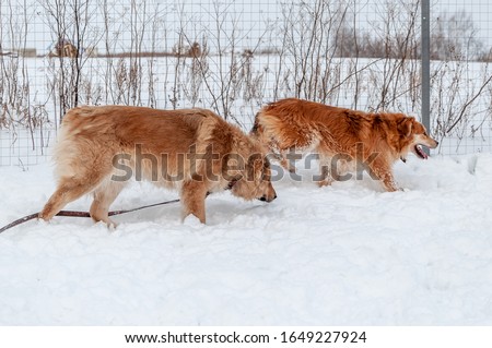 Big cute and beautiful red dogs play happily with each other, run and jump on the snow-covered area, enjoying a walk in the open air on a nice winter day