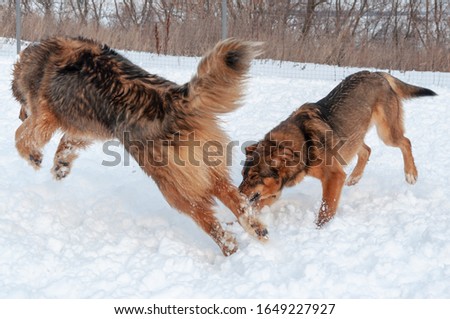 A big beautiful red dog tries to catch another one in the snow