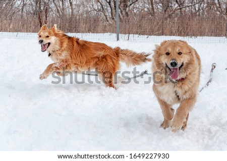 Big cute and beautiful red dogs play happily with each other, run on the snow-covered area, enjoying a walk in the open air on a nice winter day