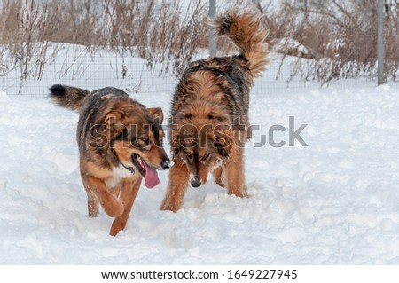 Two big beautiful red dogs walking on a snow covered area