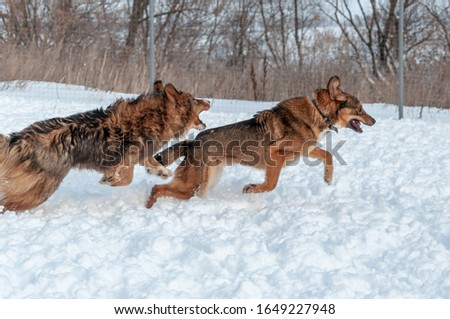 A beautiful red haired big dog tries to catch another dog on a snow pad