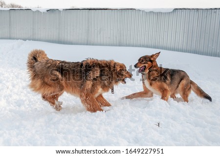 Big beautiful red dogs play with each other, run on the snow-covered area, enjoying a walk in the open air on a nice winter day