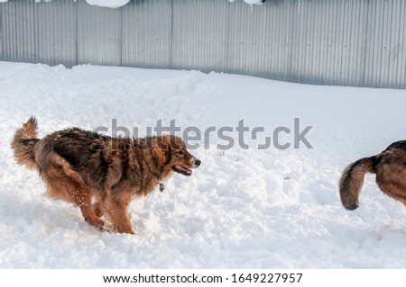 A beautiful red haired big dog is chasing the tail of another on a snow platform