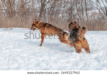 Big cute red dogs play with each other, run on the snow-covered area, enjoying a walk in the open air on a nice winter day