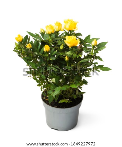 yellow roses  in a pot on white background