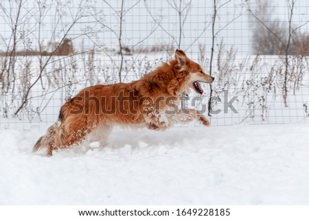 A big beautiful red dog runs and plays in the snow