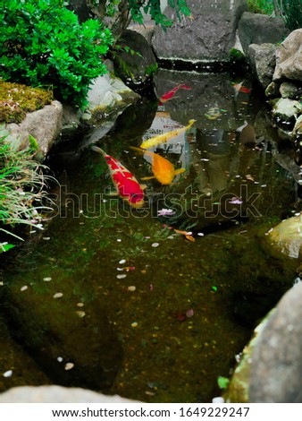 Colorful Koi Carps in dark ponds, sorrounded by green and rocks