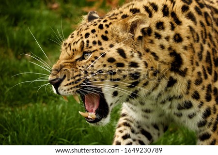 The predatory leopard growls and gets angry. Royalty-Free Stock Photo #1649230789