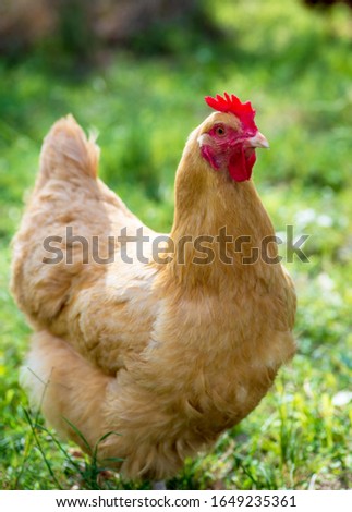 A chicken of the breed buff orpington outdoors Royalty-Free Stock Photo #1649235361