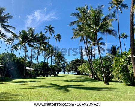 Palm trees lining grassy lawn looking out to the ocean. Hawaiian scene, tropical feel and bright blue sky background.