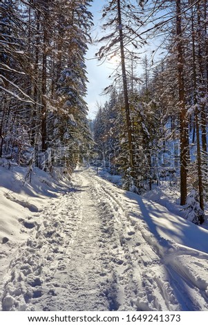 Mountain trail in Mala Laka Valley (Dolina Małej Łąki) nearby Zakopane in Tatra mountains.