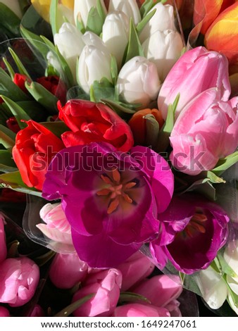 Blooms at the flower stand in Brooklyn Royalty-Free Stock Photo #1649247061