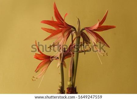 Flower pink and red Hippeastrum (Spider Group) 'Sumatra'  on a arylide yellow background
