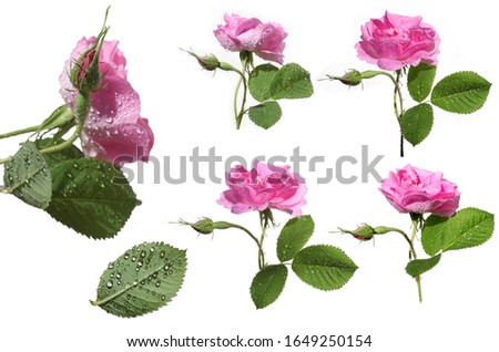 Damask rose petals for rose tea on white background (Rosa damascena) Royalty-Free Stock Photo #1649250154