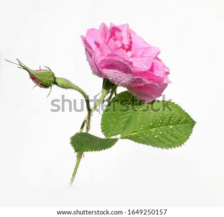 Damask rose petals for rose tea on white background (Rosa damascena)