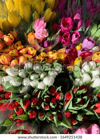 Tulips at the flower stand in Brooklyn Royalty-Free Stock Photo #1649251438