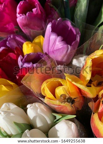 Bumble bee on tulips at flower stand in Brooklyn Royalty-Free Stock Photo #1649255638