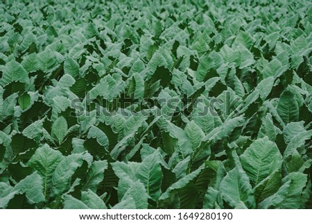 Tobacco leaf plant in field, tobacco planting garden agriculture farm in countryside, green leaves on stem plantation in farmland, cigarette product from tobacco to smoke is unhealthy for people, 