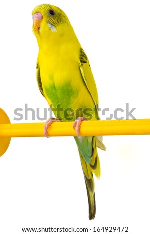 beautiful yellow budgie sitting on a yellow horizontal bar isolated on white background