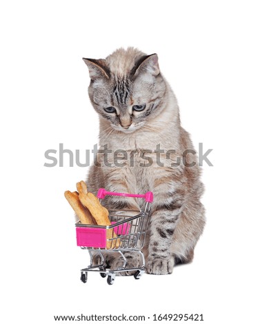Tabby cat looking into the shopping cart with cookies