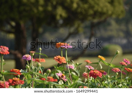 zinnia flower blooming beautiful blur background