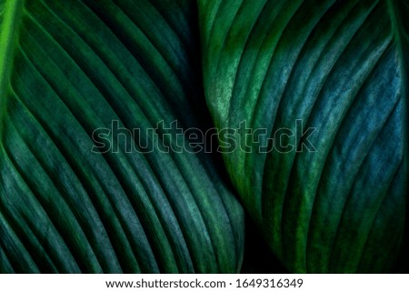 Close up, Spathiphyllum cannifolium leaf, abstract green texture, nature background, tropical leaf