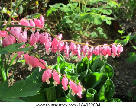 Old-fashioned bleeding-heart (Lamprocapnos spectabilis) flowers in the garden