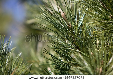 Green pine tree in a forest