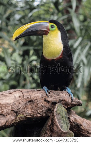 Pretty toucan standing in tree