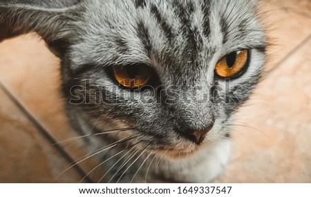 Portrait of cute siberian cat with orange eyes by the window.  close up face.