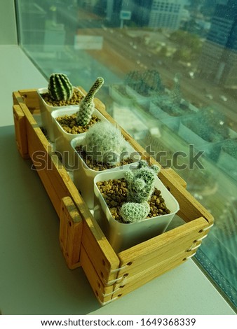 Small cactus in the pot for decoration