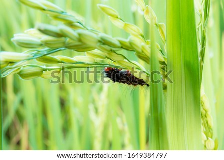 Black worm on ears of rice during the rainy season.