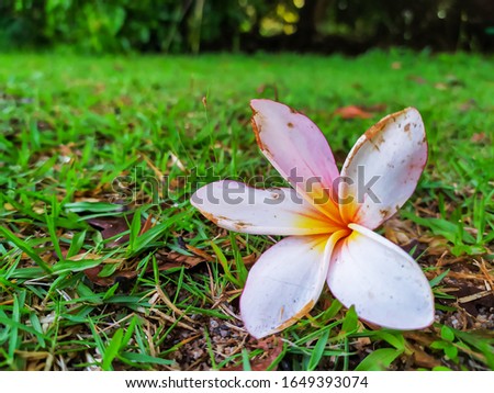 Withered Blossom Falling On The Forest With Blur Background