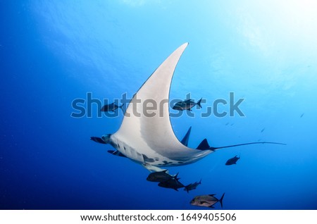 Manta ray at revillagigedo archipelago, Mexico. Royalty-Free Stock Photo #1649405506