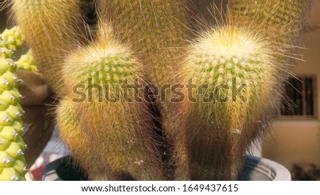 A picture of a yellow thorny cactus