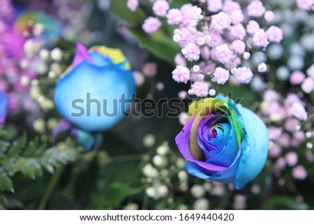 a floral bouquet of multicolor roses with pink ginestra and snowy babys breath 7680
