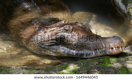 photo of a crocodile in a zoo