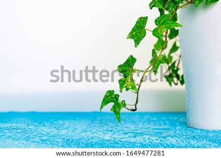 Ivy leaves dripping with water in the indoor sun
