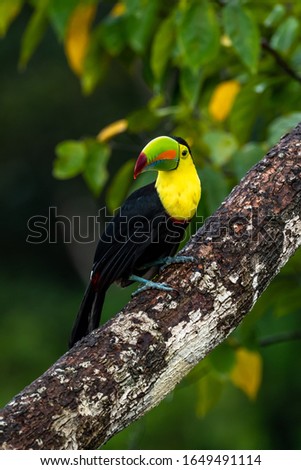 Ramphastos sulfuratus, Keel-billed toucan The bird is perched on the branch in nice wildlife natural environment of Costa Rica