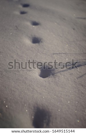 Paw prints in white snow close up.