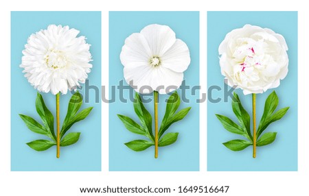 Three offbeat flowers on a pastel blue background. Composition of white aster, lavatera and peony with peony leaves. Art object. Minimalist style poster.