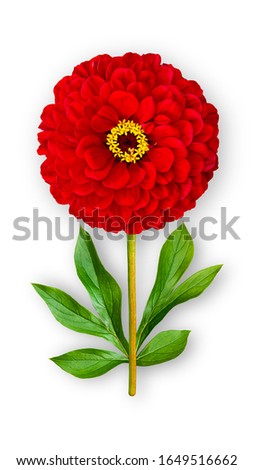 Offbeat zinnia flower. Composition of red zinnia with peony leaves. Art object on a white background. Minimalism.