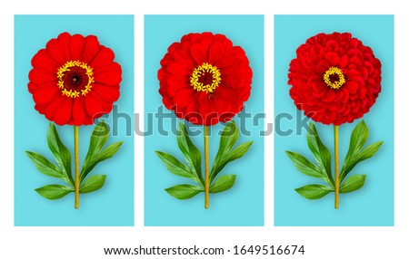 Three offbeat flowers on a blue background. Composition of red zinnias with peony leaves. Art object. Minimalist style poster.