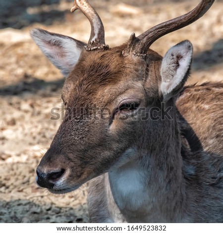 Head of a large tropical deer