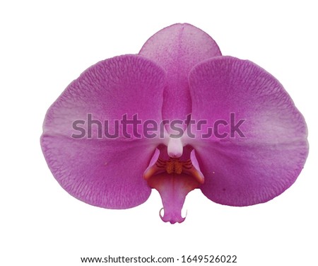 Isolated purple orchid on white background.