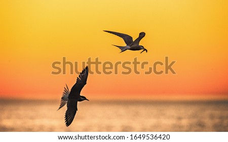 The silhouettes of a flying seagull and tern. Red sunset sky background. Dramatic Sunset Sky. The Black-headed Gull Scientific name: Larus ridibundus.