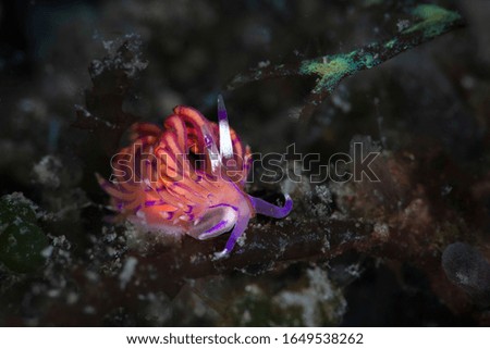 Nudibranch Unidentia sandramillenae.  Underwater macro photography from Tulamben, Bali,  Indonesia