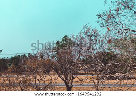 The branches of the dry tree without leaves Royalty-Free Stock Photo #1649541292