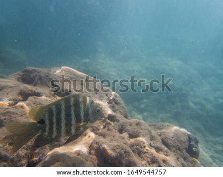 Snorkeling with Convict Tang off Oahu, Honolulu, Hawaii at Hanauma Bay. Underwater fish pictures
